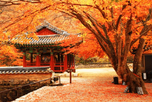 TOUR DU LỊCH HÀN QUỐC MIỄN VISA TP HCM - YANGYANG 4N3Đ